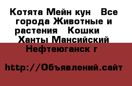 Котята Мейн кун - Все города Животные и растения » Кошки   . Ханты-Мансийский,Нефтеюганск г.